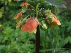 Scrophularia sambucifolia