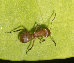 Camponotus latangulus