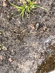 Kinosternon subrubrum