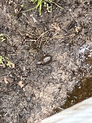 Kinosternon subrubrum