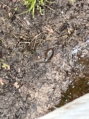 Kinosternon subrubrum