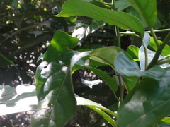 Iaspis andersoni