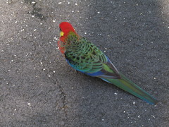 Platycercus icterotis icterotis