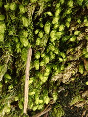 Plagiothecium cavifolium