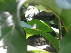 Iaspis andersoni