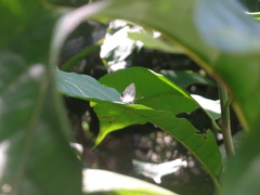 Iaspis andersoni