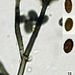 Stachybotrys chartarum - Photo (c) Jerry Cooper,  זכויות יוצרים חלקיות (CC BY), הועלה על ידי Jerry Cooper