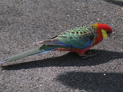 Platycercus icterotis icterotis