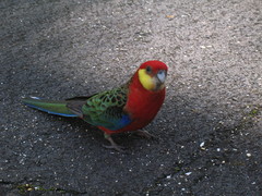 Platycercus icterotis icterotis