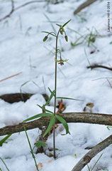 Fritillaria brandegeei