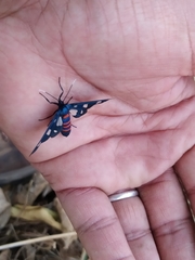 Amata mogadorensis