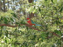 Platycercus icterotis icterotis