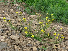 Draba hispida