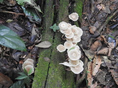 Filoboletus gracilis