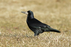 Corvus frugilegus