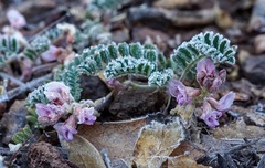 Astragalus cobrensis