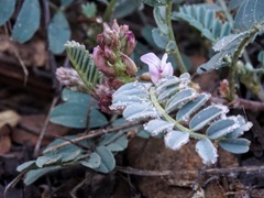 Astragalus cobrensis