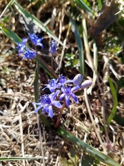 Scilla vindobonensis