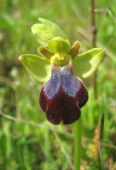 Ophrys fusca iricolor