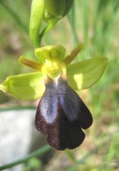 Ophrys fusca iricolor
