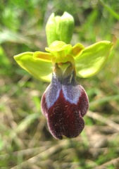 Ophrys fusca iricolor