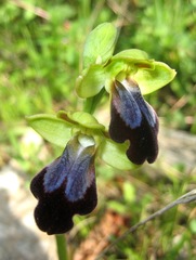Ophrys fusca iricolor