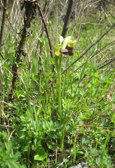 Ophrys fusca iricolor