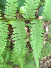 Athyrium