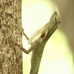 Draco blanfordii