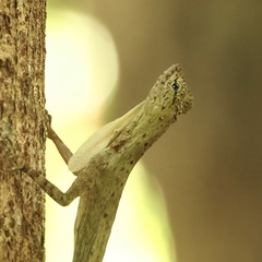 Draco blanfordii