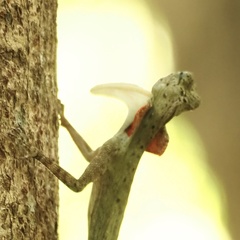 Draco blanfordii