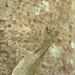 Draco blanfordii