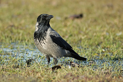Corvus cornix