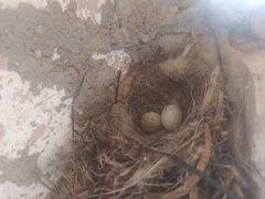 Emberiza sahari