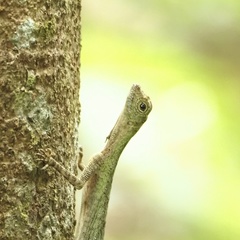 Draco blanfordii