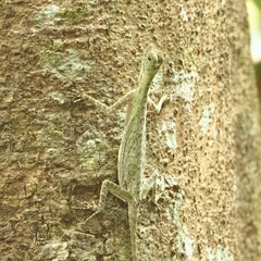 Draco blanfordii