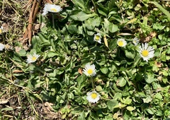 Bellis perennis