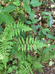 Athyrium
