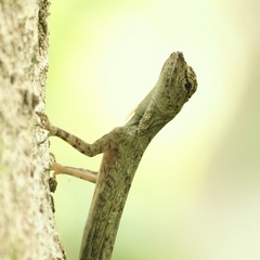 Draco blanfordii