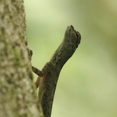 Draco blanfordii