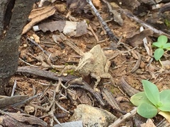 Ocnerodes fallaciosus