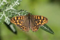 Pararge aegeria