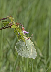 Gonepteryx rhamni