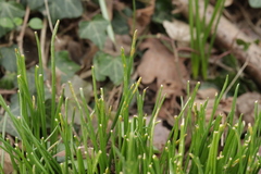 Puccinia liliacearum