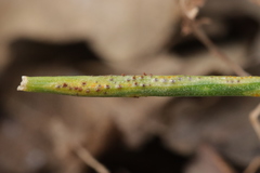 Puccinia liliacearum