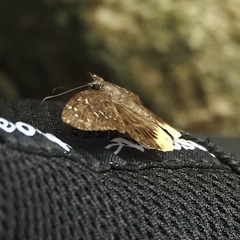 Mooreana trichoneura