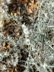 Senecio patagonicus