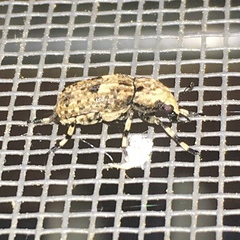 Euparius