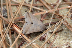 Argyrostrotis flavistriaria