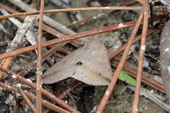 Argyrostrotis flavistriaria